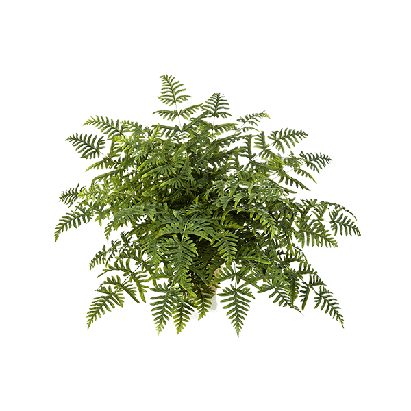 PL.CV.ATHYRIUM BUSH 90CM