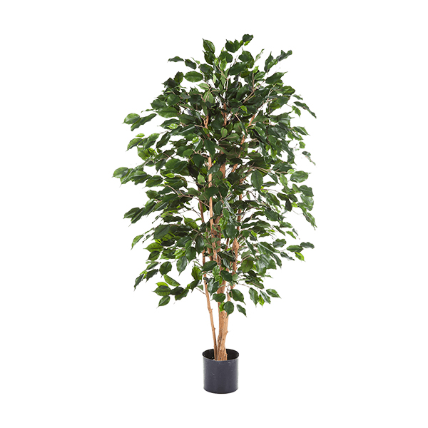 PL.CV.FICUS EXOTICA 150CM