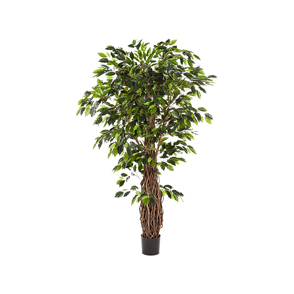 PL.CV.FICUS LIANA POT 17 CM H 180 CM