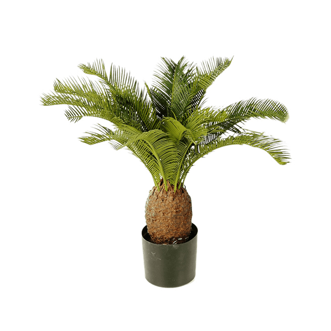 PL.CV.CYCAS TUFT 65 CM