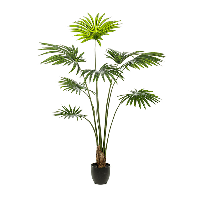 PL.CV.PALM LIVISTONA TUFT 160 CM