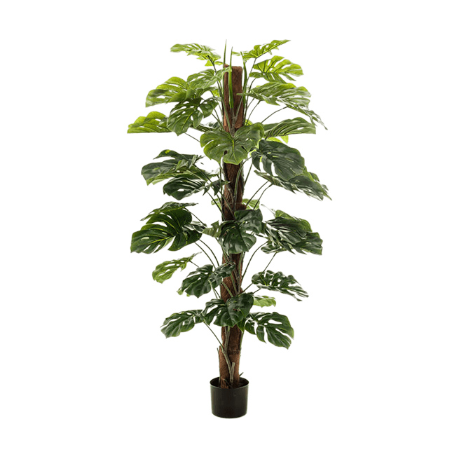 PL.CV.MONSTERA COLUMN 150 CM