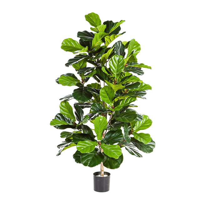 PL.CV.FICUS LYRATA BUSH 130 CM