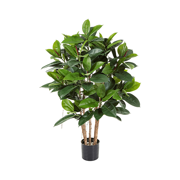 PL.CV.FICUS EL.RAMIFIE 120CM