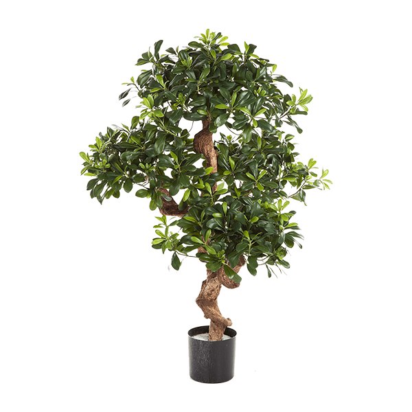 PL.CV.PITTOSPORUM MOUNT.BRANC. 120CM