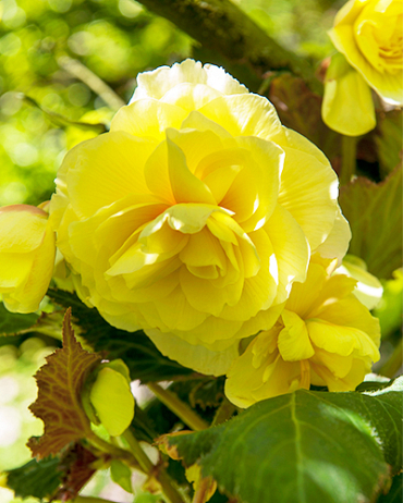 LUKOVICA BEGONIA GRANDIFLORA YELOW,3KOM