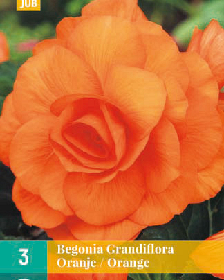 LUKOVICA BEGONIA GRANDIFLORA ORANGE,3KOM