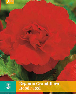 LUKOVICA BEGONIA GRANDIFLORA RED,3KOM