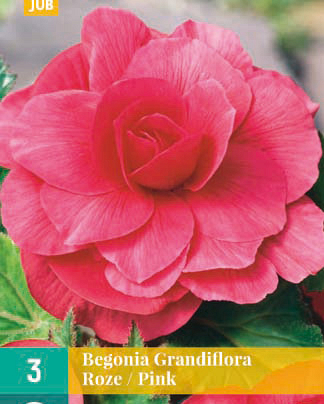 LUKOVICA BEGONIA GRANDIFLORA PINK,3KOM