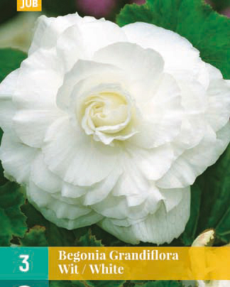 LUKOVICA BEGONIA GRANDIFLORA WHITE,3KOM