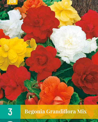 LUKOVICA BEGONIA GRANDIFLORA MIX,3KOM