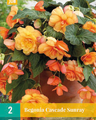 LUKOVICA BEGONIA CASCADE SUNRAY,2KOM