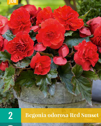 LUKOVICA BEGONIA CASCADE ODOROSA RED SUNSET,2KOM