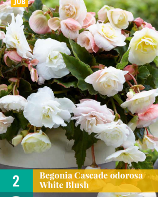 LUKOVICA BEGONIA CASCADE ODOROSA WHITE BLUSH,2KOM