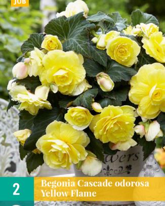 LUKOVICA BEGONIA CASCADE ODOROSA YELOW FLAME,2KOM