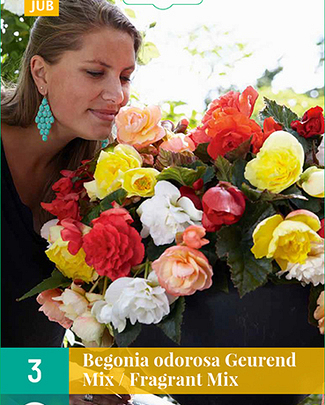 LUKOVICA BEGONIA CASCADE ODOROSA FRAGRANT MIX,3KOM