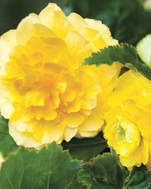 LUKOVICA BEGONIA PENDULA YELOW,3KOM