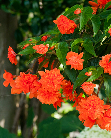 LUKOVICA BEGONIA PENDULA ORANGE,3KOM