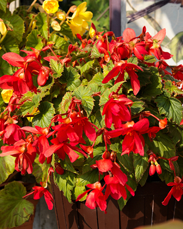 LUKOVICA BEGONIA PENDULA RED,3KOM