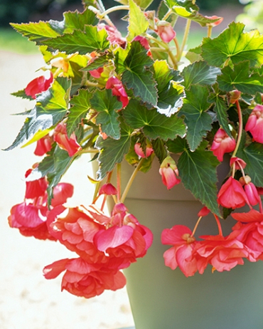 LUKOVICA BEGONIA PENDULA PINK,3KOM