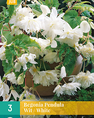 LUKOVICA BEGONIA PENDULA WHITE,3KOM