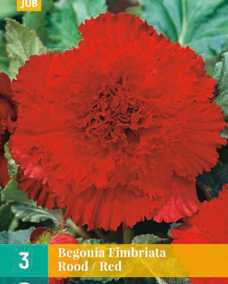 LUKOVICA BEGONIA FIMBRIATA RED,3KOM