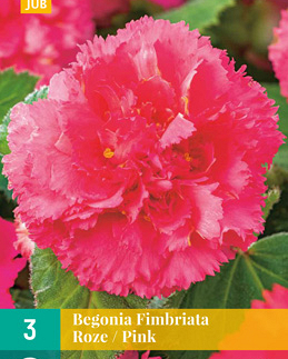 LUKOVICA BEGONIA FIMBRIATA PINK,3KOM