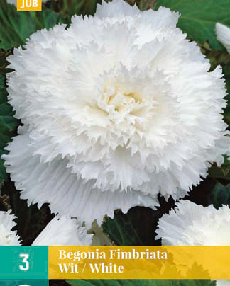 LUKOVICA BEGONIA FIMBRIATA WHITE,3KOM