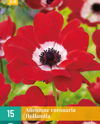 LUKOVICA ANEMONE CORONARIA HOLANDIA VJ,15KOM