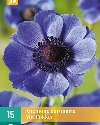 LUKOVICA ANEMONE CORONARIA MR.FOKKER VJ,15KOM