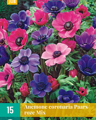 LUKOVICA ANEMONE CORONARIA PURPLE-PINK VJ,15KOM