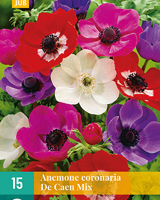 LUKOVICA ANEMONE CORONARIA DE CAEN MIX VJ,15KOM