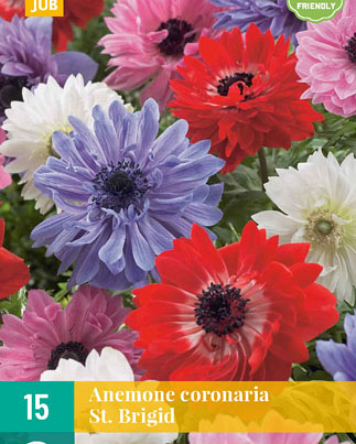 LUKOVICA ANEMONE CORONARIA ST.BRIGIT VJ,15KOM