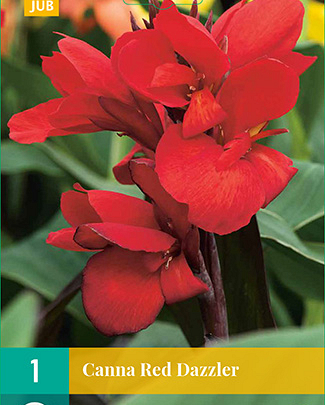 LUKOVICA CANNA RED DAZZLER,1KOM