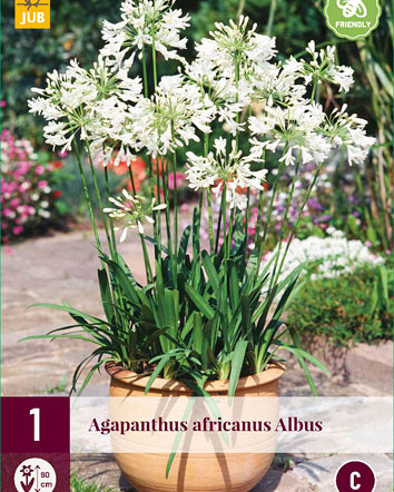 LUKOVICA AGAPANTHUS AFRICANUS ALBUS,1KOM