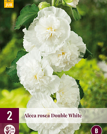 LUKOVICA ALCEA ROSEA CHATERS DOUBLE WHITE,2KOM