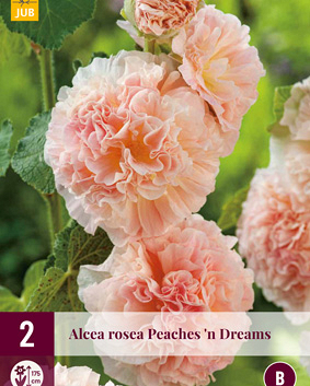 LUKOVICA ALCEA ROSEA PEACHES DREAMS,2KOM