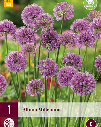 LUKOVICA ALLIUM MILLENIUM,1KOM