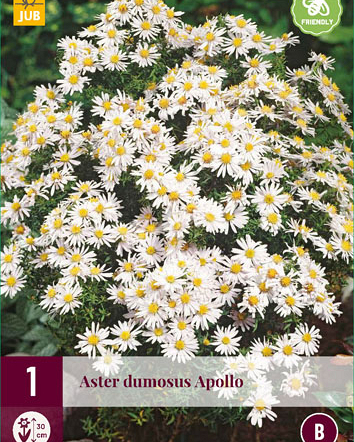 LUKOVICA ASTER DUMOSUS APOLLO,1KOM