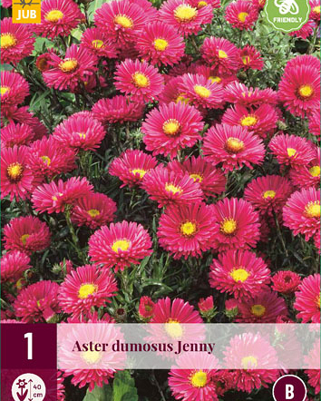 LUKOVICA ASTER DUMOSUS JENNY,1KOM