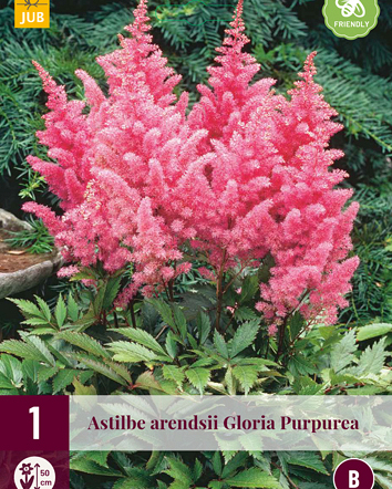 LUKOVICA ASTILBE ARENDSII GLORIA,1KOM