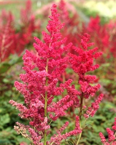 LUKOVICA ASTILBE ARENDSII SPINELL,1KOM