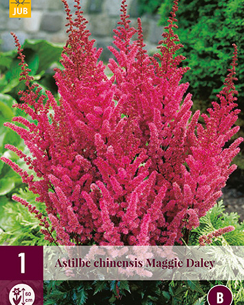 LUKOVICA ASTILBE CHINENSIS MAGGIE DALEY,1KOM