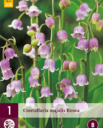 LUKOVICA CONVALLARIA MAJALIS ROSEA,1KOM