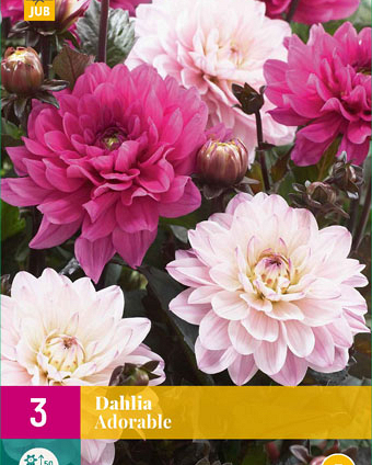 LUKOVICA DAHLIA ADORABLE,3KOM