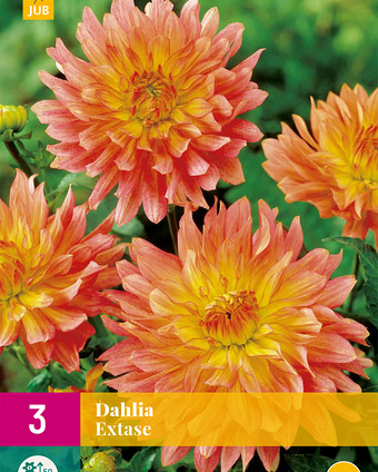 LUKOVICA DAHLIA EXTASE,3KOM