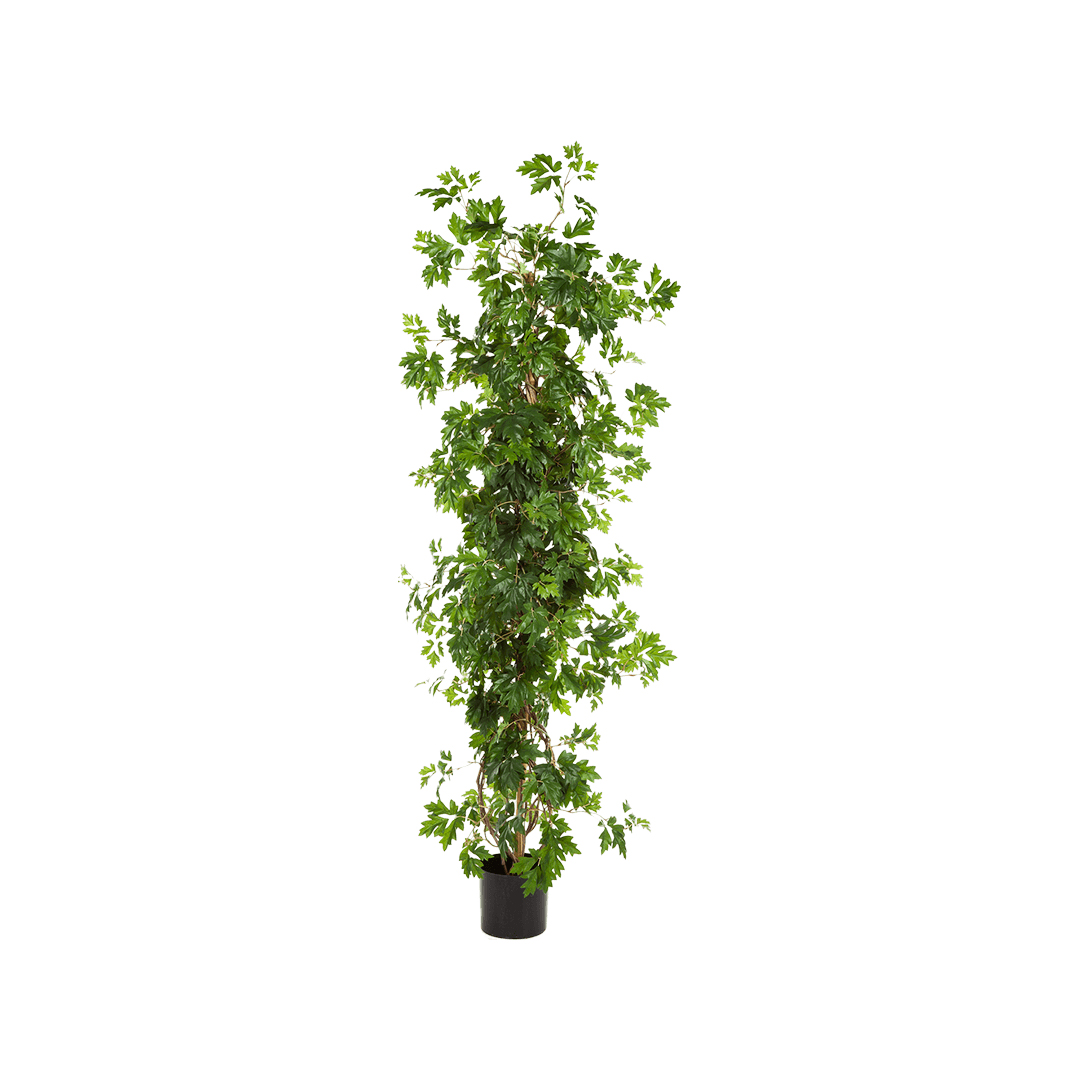 PL.CV.CISSUS COLUMN 160CM