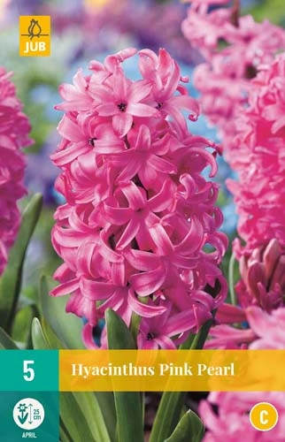 LUKOVICA HYACINTHS PINK PEARL 15/16, 5 KOM