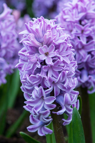 LUKOVICA HYACINTHS SPLENDID CORNELIA 15/16, 5 KOM