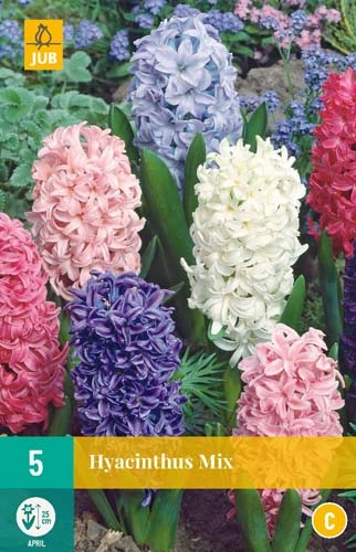 LUKOVICA HYACINTHS MIX 15/16, 5 KOM